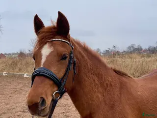 hästar Ponny med potential - Annons 3
