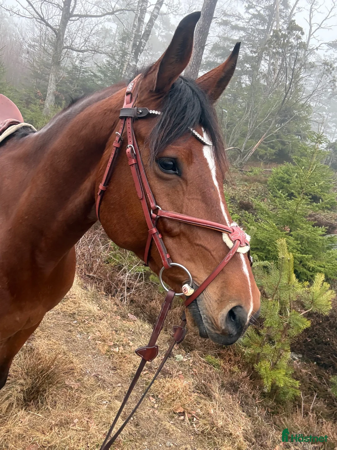 Hoppning hästar till salu: Energifylld valack för ryttare som vill mer 🌟 - Annons 2