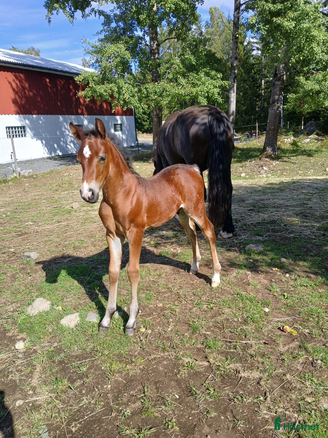 Allround hästar till salu: Charmig welsh partbred hingst 🌟 i Älmhult - Annons 2
