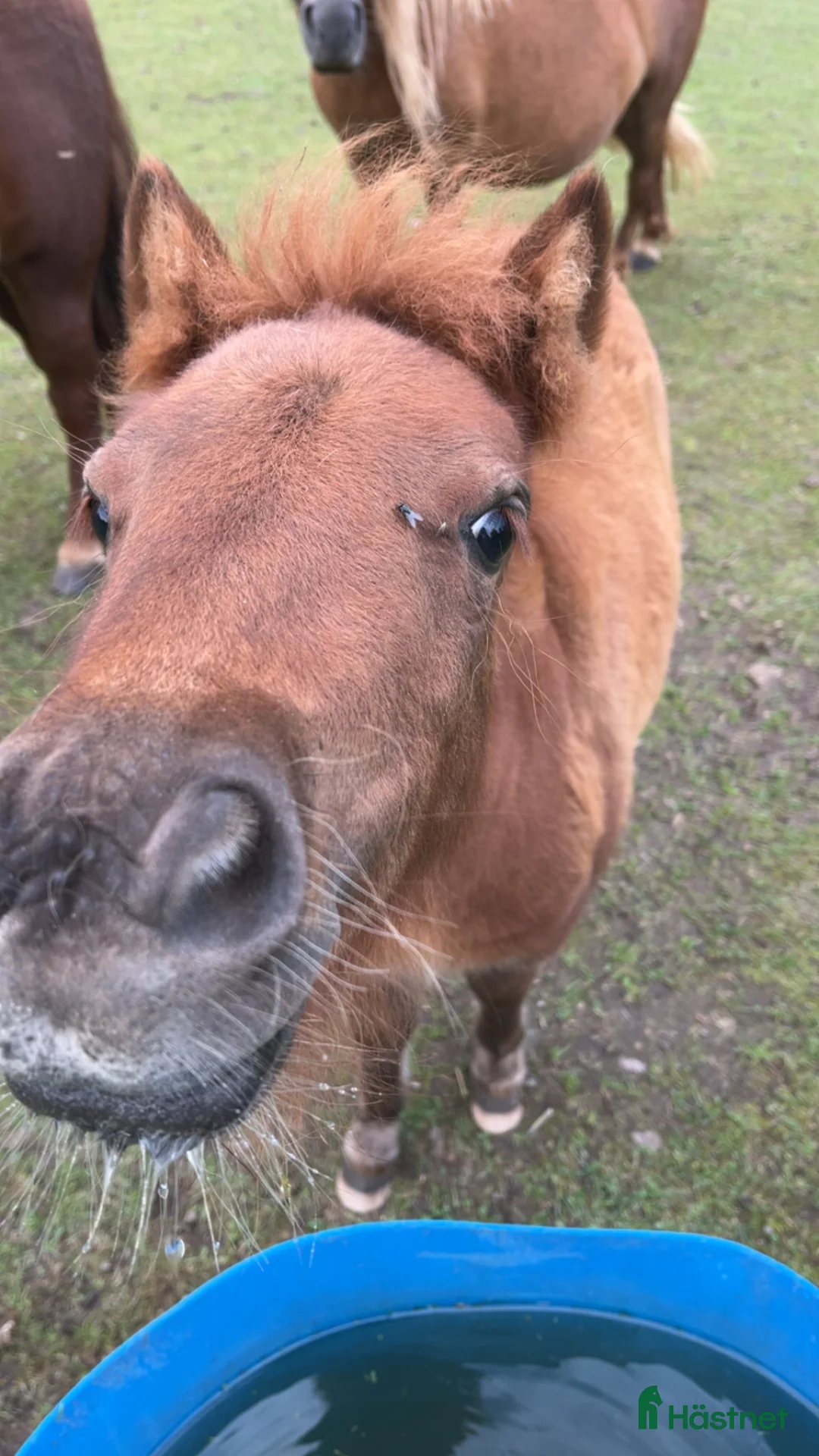 Allround hästar till salu: Söt shettis sto söker nytt hem i Arboga - Annons 5