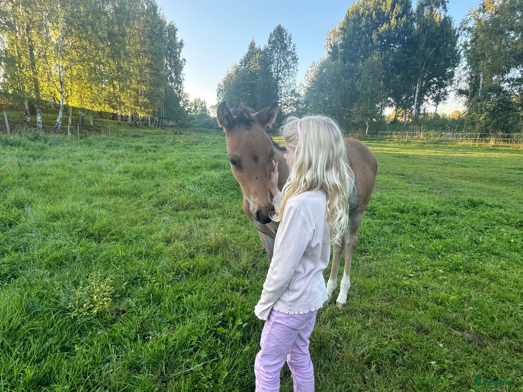 Allround hästar till salu: Blivande D ponny sto i Vimmerby - Annons 7