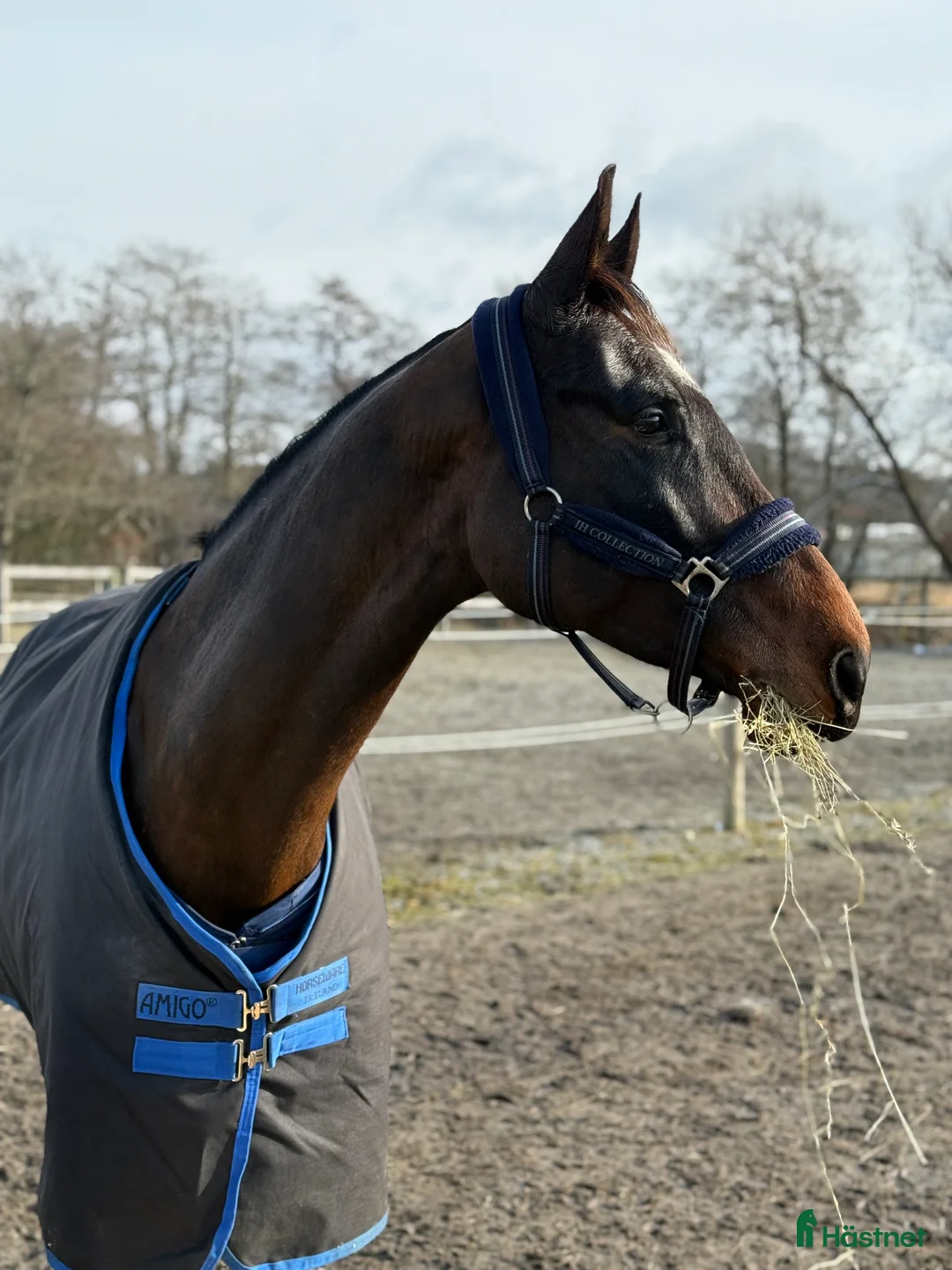 Hoppning hästar till salu: Fint hoppsto! - Annons 4