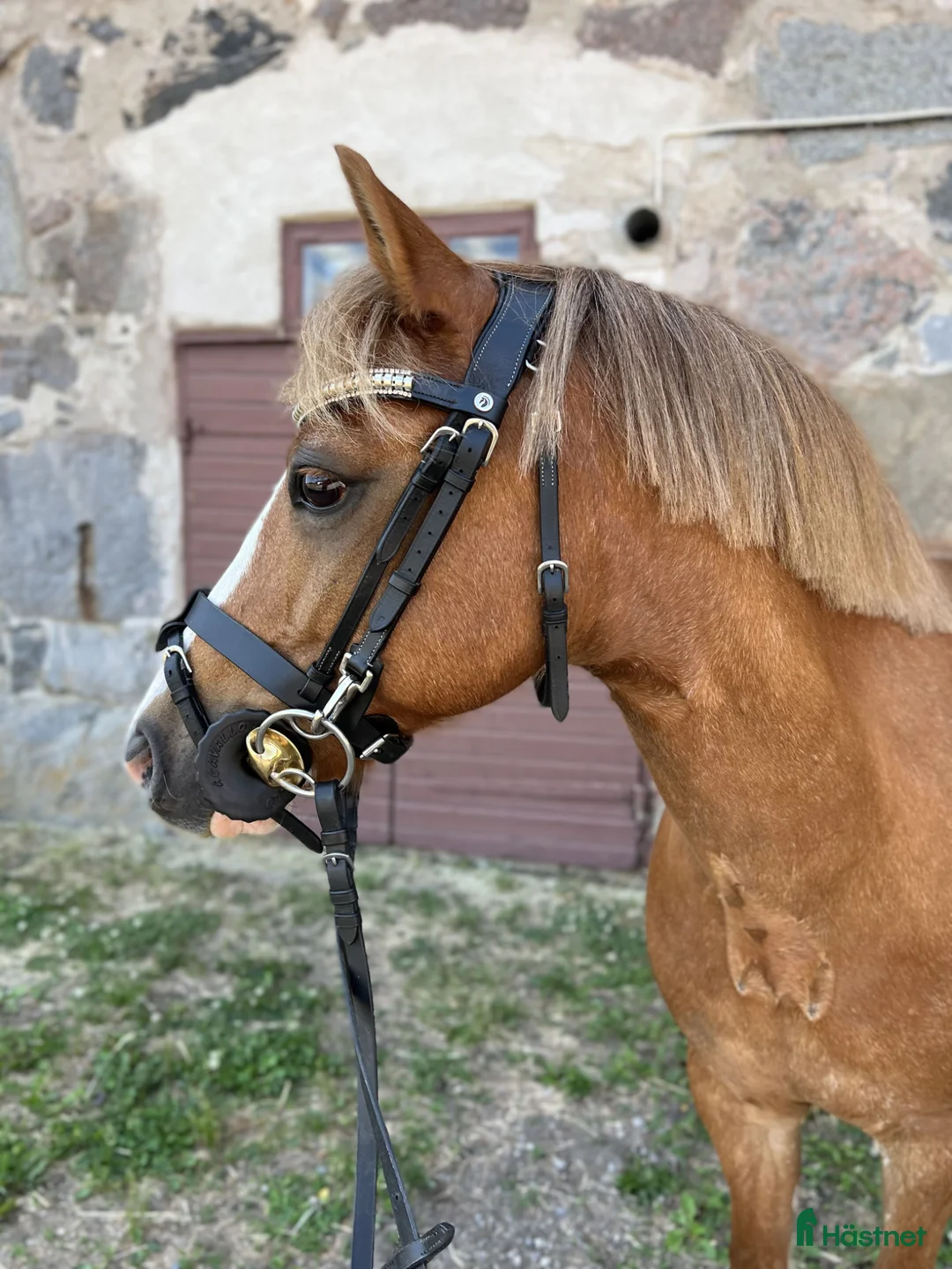 Allround hästar till salu: Vaken LÄROMÄSTARE i Eskilstuna - Annons 2