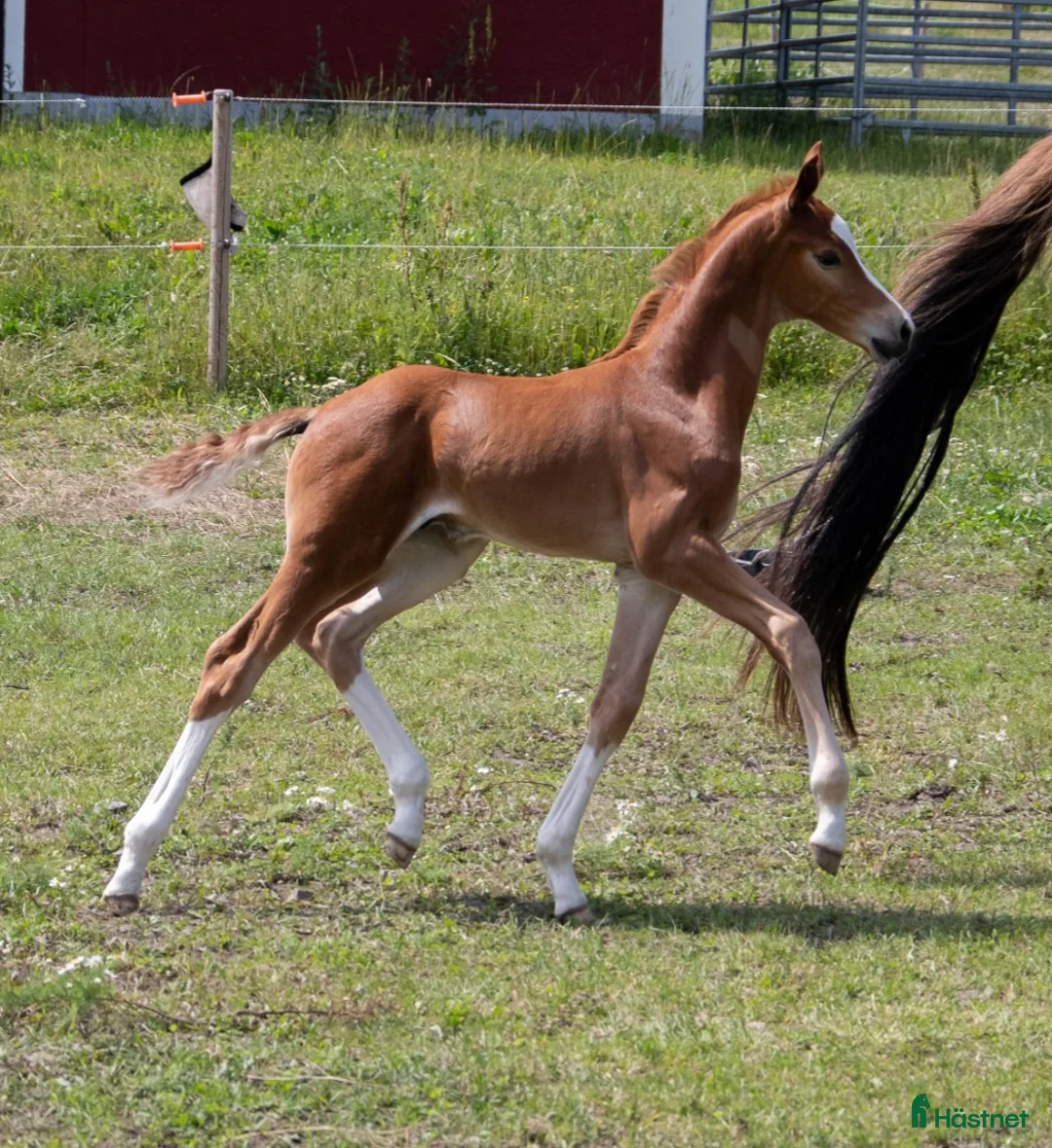 Avelshästar hästar till salu: Avelssto av mycket hög klass.  - Annons 5