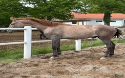 Dressyr hästar till salu: Lyxig unghäst PRE i Växjö - Bild 2