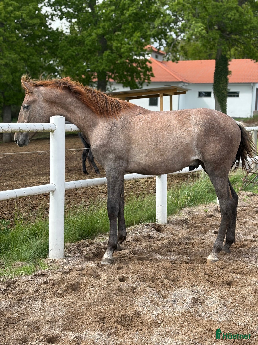 Dressyr hästar till salu: Lyxig unghäst PRE i Växjö - Bild 2