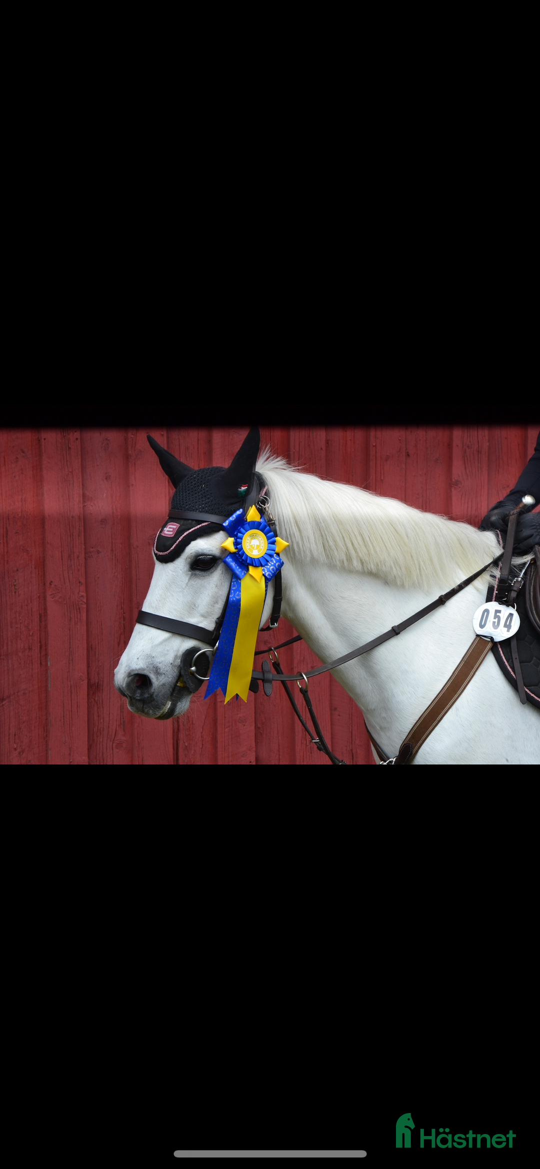 Hoppning hästar till salu: Twilight ||| i Sölvesborg - Annons 5