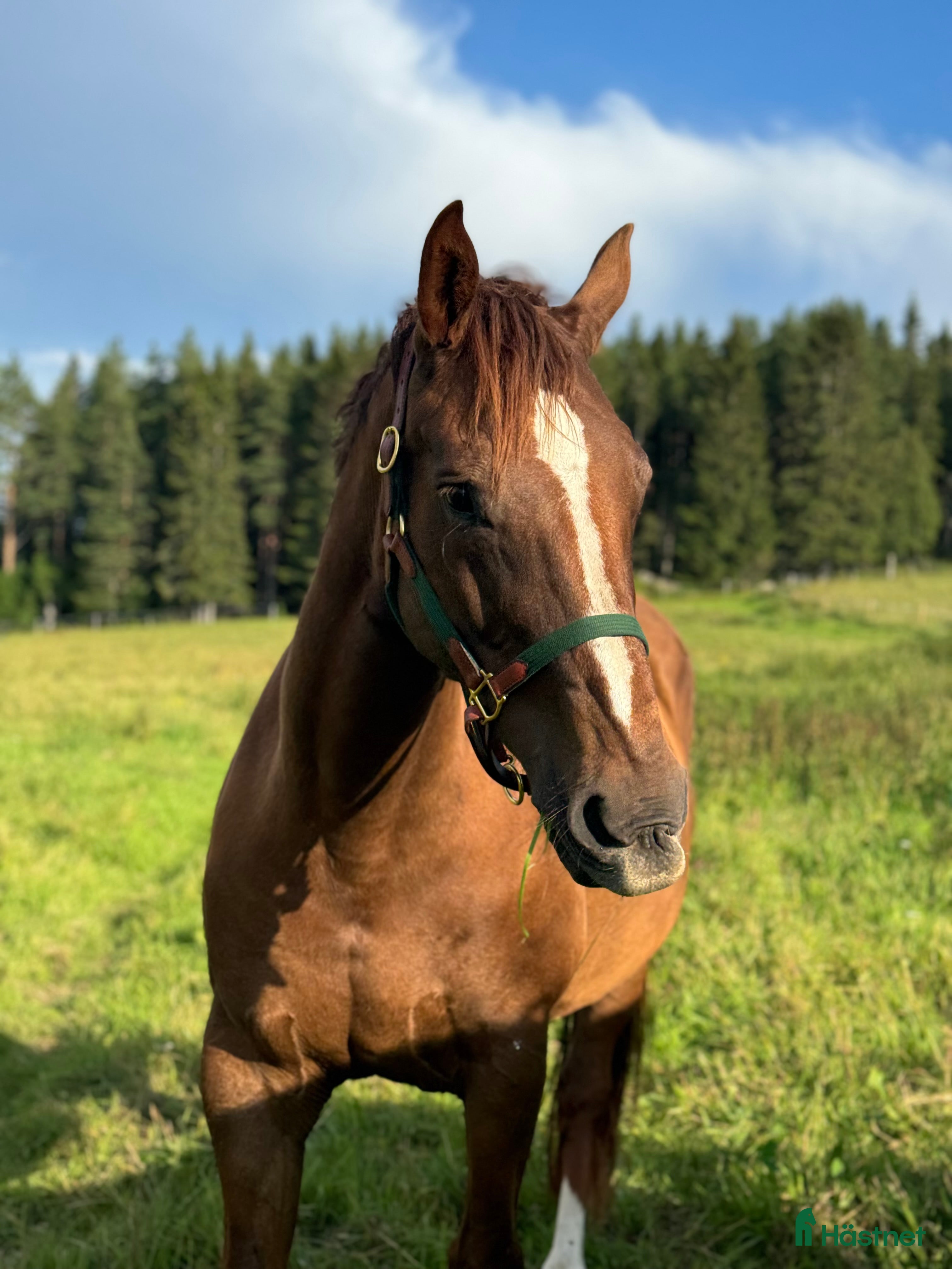  hästar 🧡 Avelssto med toppstam! 🧡 - Annons 1