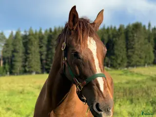 hästar 🧡 Avelssto med toppstam! 🧡 - Annons 2