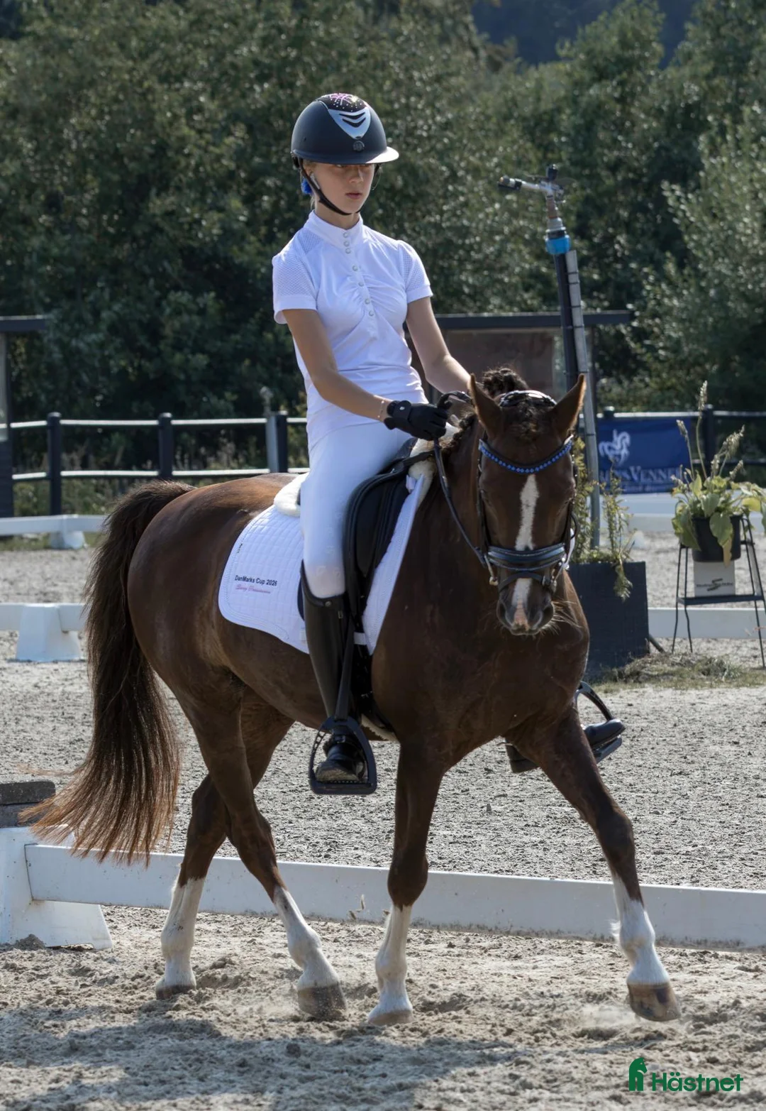 Dressyr hästar till salu: Fantastisk kat. 3 dressurlæremester - Annons 1