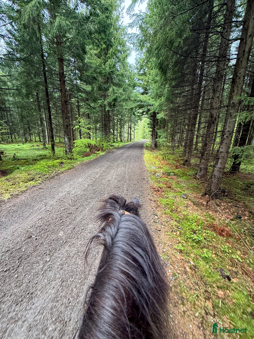  stallplats finnes: Granetorps Framtid 🥰 - lösdrift för islandshästar i Tyringe - Annons 9