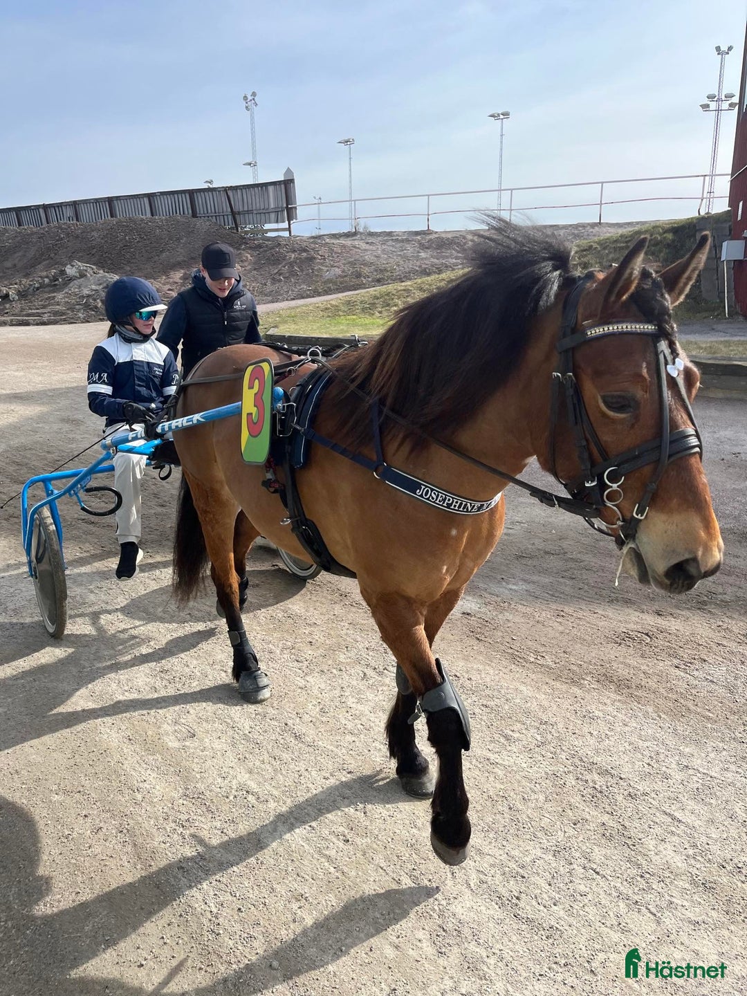 Allround hästar till salu: Trevligt sto söker föralltid hem i Östervåla - Bild 5