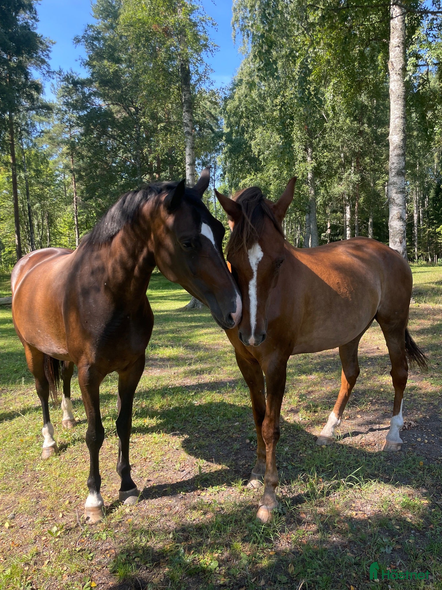  stallplats finnes: Stallplats - Annons 1
