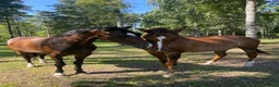  stallplats finnes: Stallplats - Annons 1