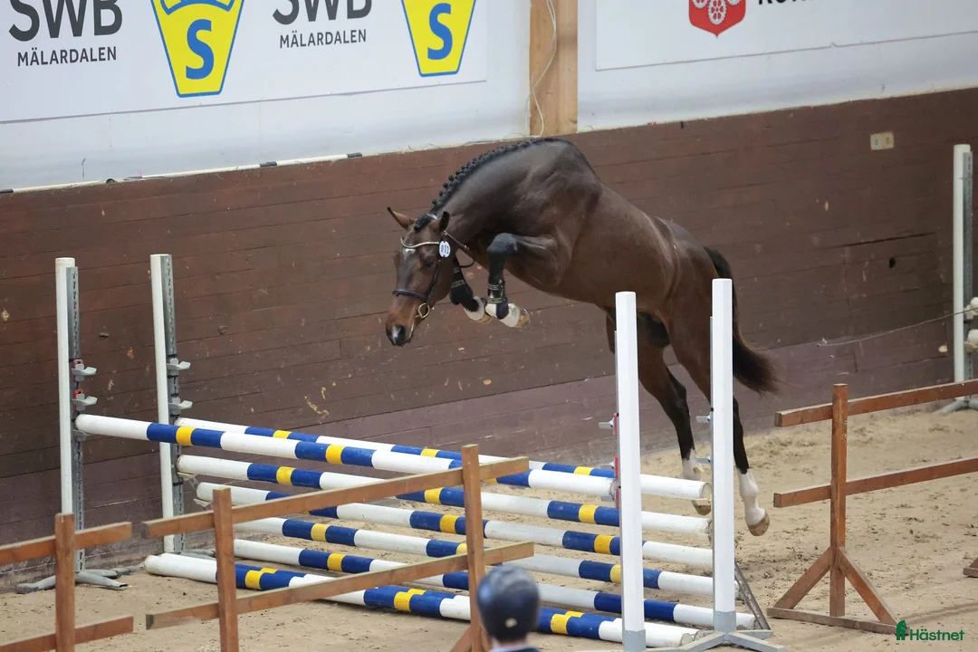  avel finnes: Fullblods hingst godkänd i SWB - Annons 1