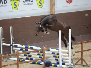 avel finnes: Fullblods hingst godkänd i SWB - Annons 1