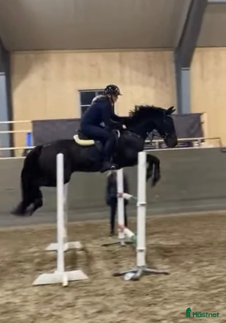  hästjobb Showjumping in Ireland - Annons 2