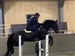 hästjobb Showjumping in Ireland - Annons 2