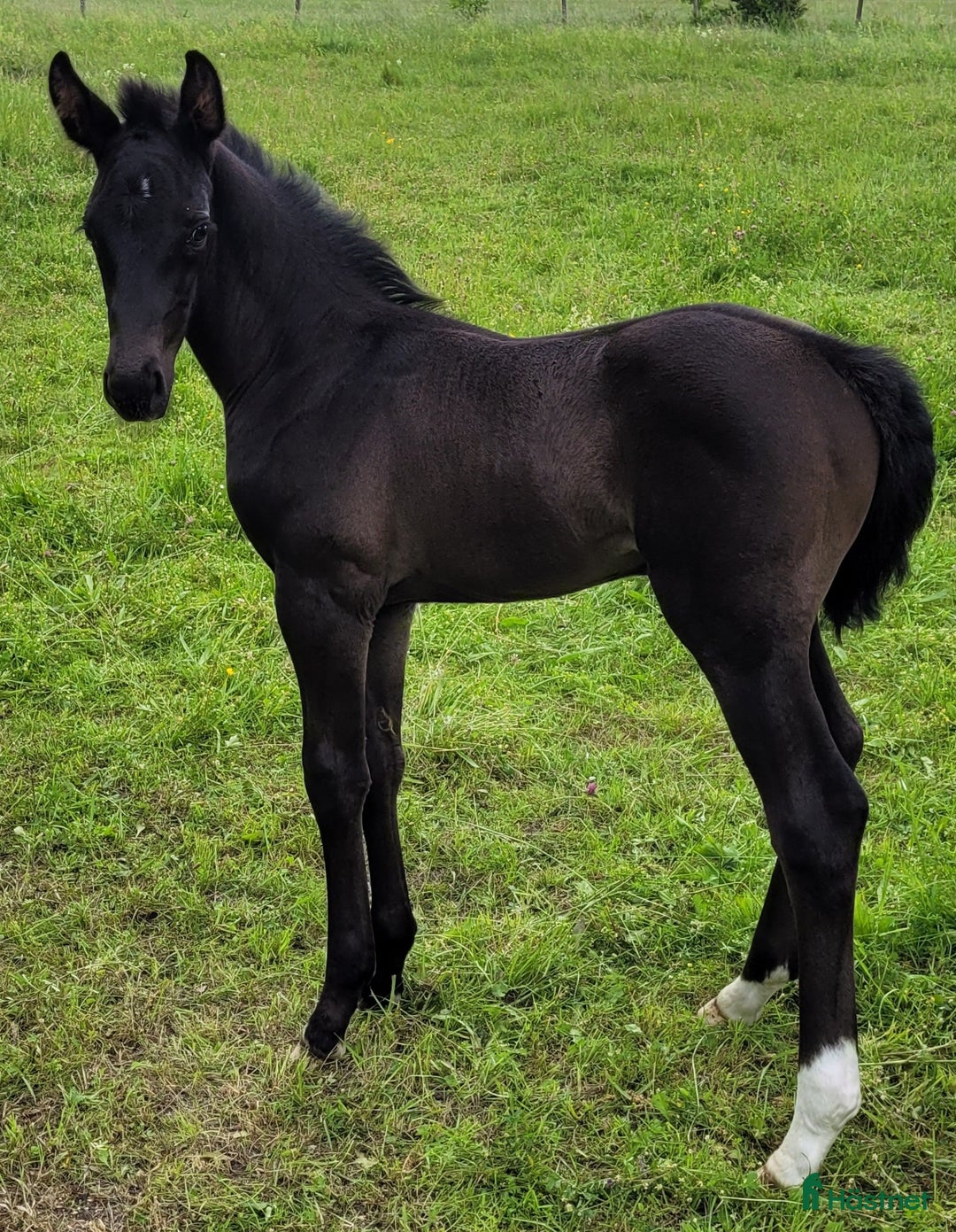 Allround hästar till salu: Vacker högrest hingst i Hemse - Annons 2