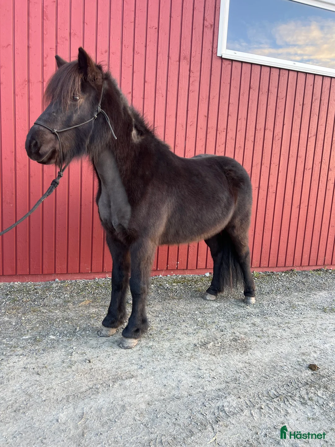 Island hästar till salu: Seksårigt sto för framtidens tävlingsbanor💗 i Glava - Annons 5