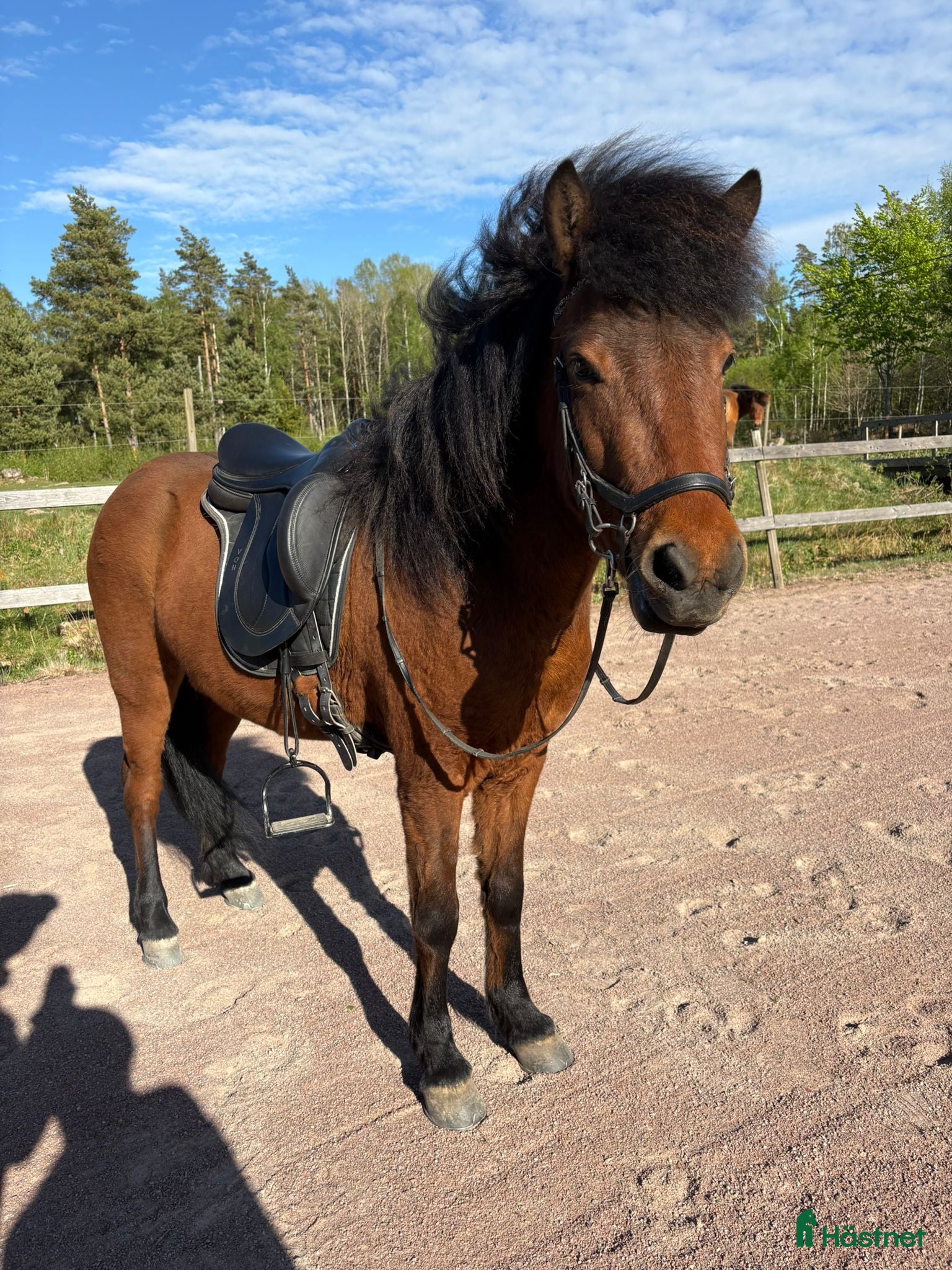  hästar Trevligt 5 årigt sto - Annons 4