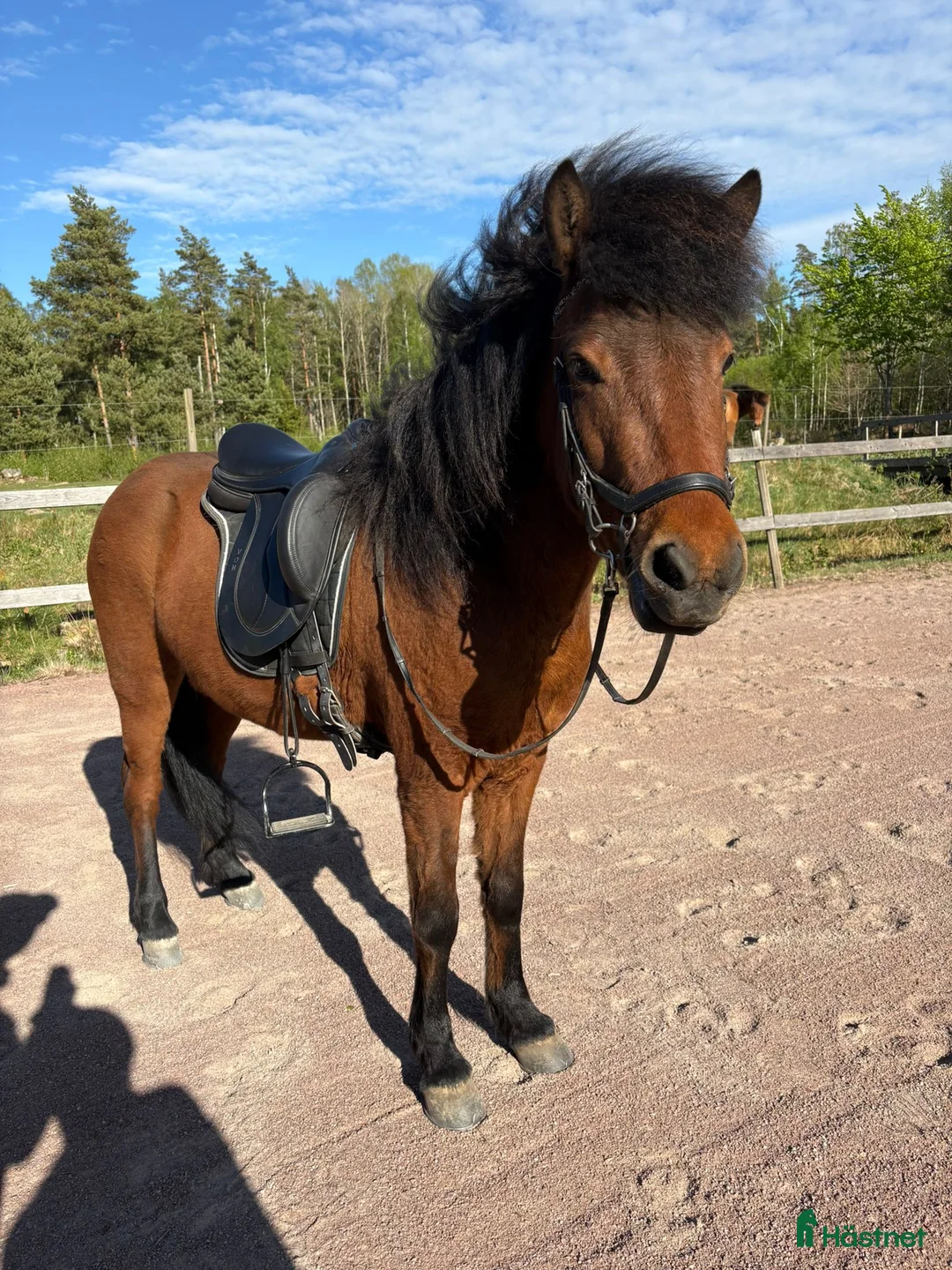 Island hästar till salu: Trevligt 5 årigt sto - Annons 1