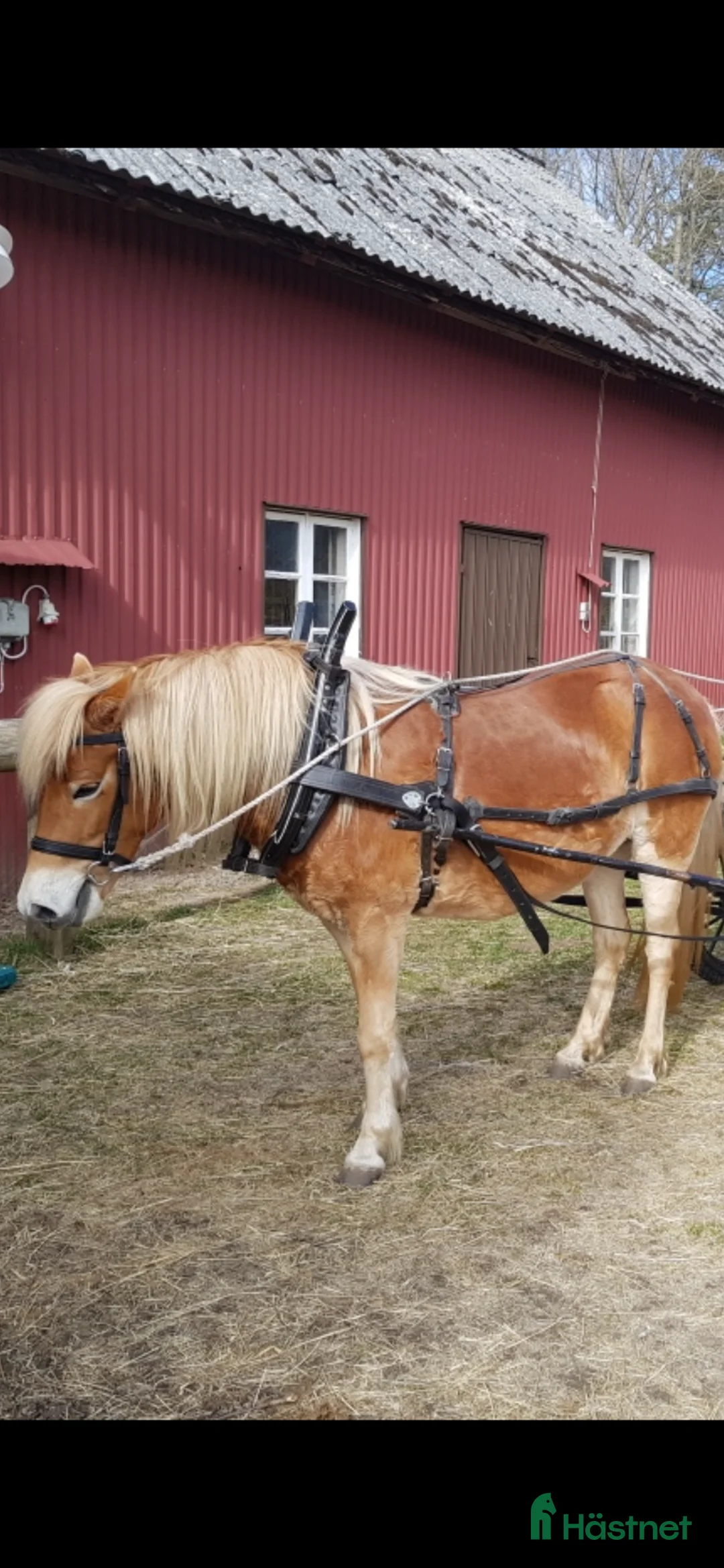 Körselar körning till salu: Loksele samt baksele och huvudlag till ponny - Annons 6