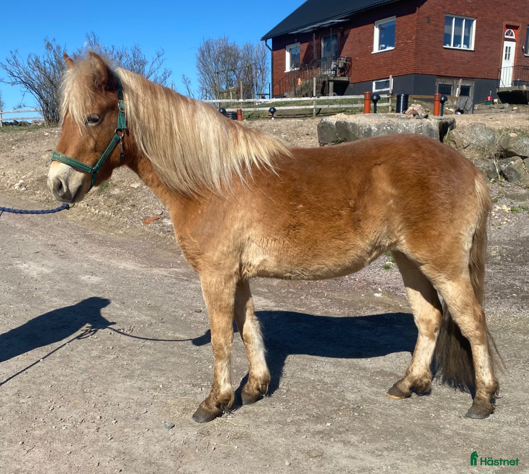  hästar En tjej man blir glad av - Annons 2