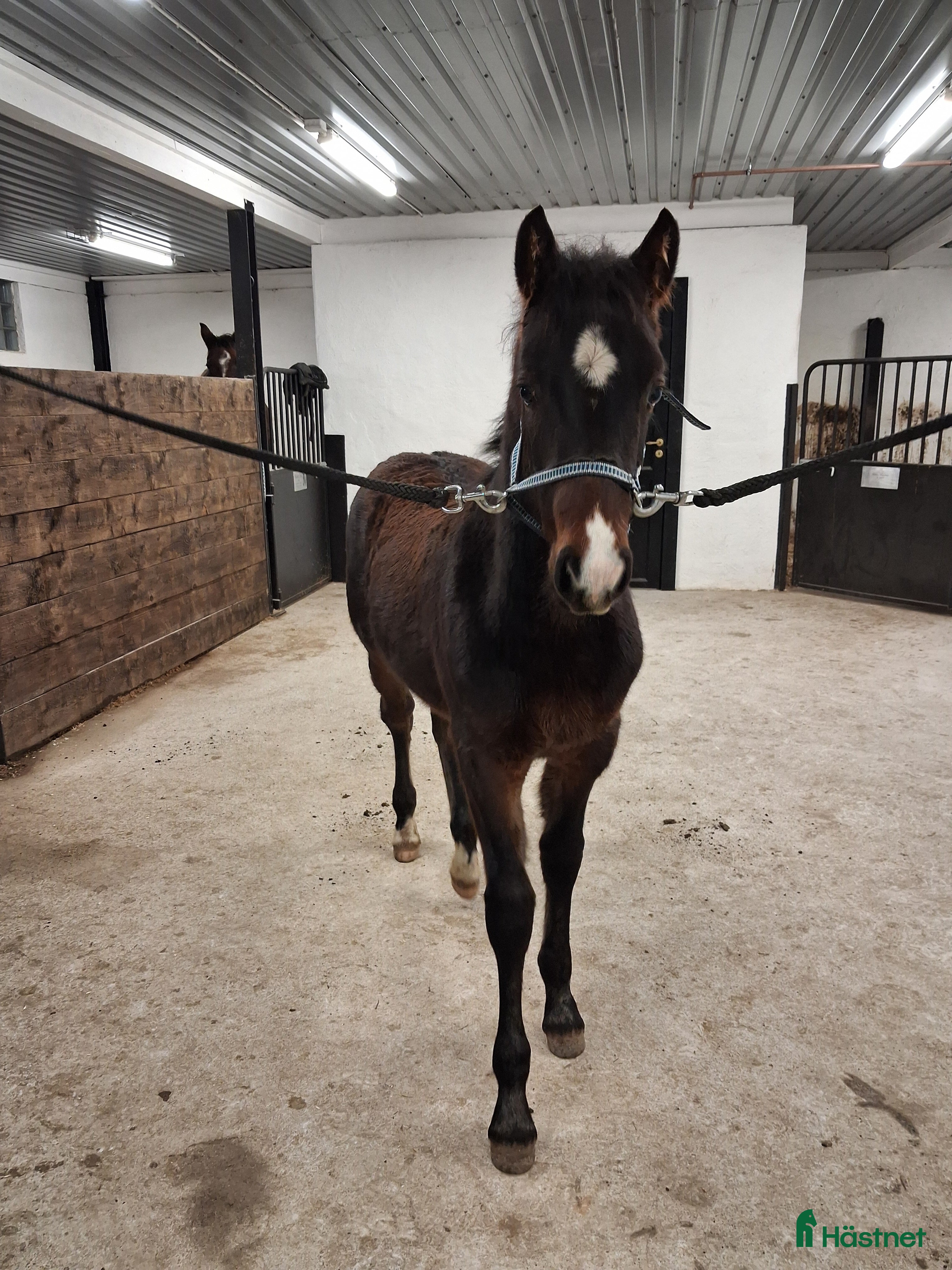  hästar Charmig welsh partbred hingst 🌟 - Annons 4