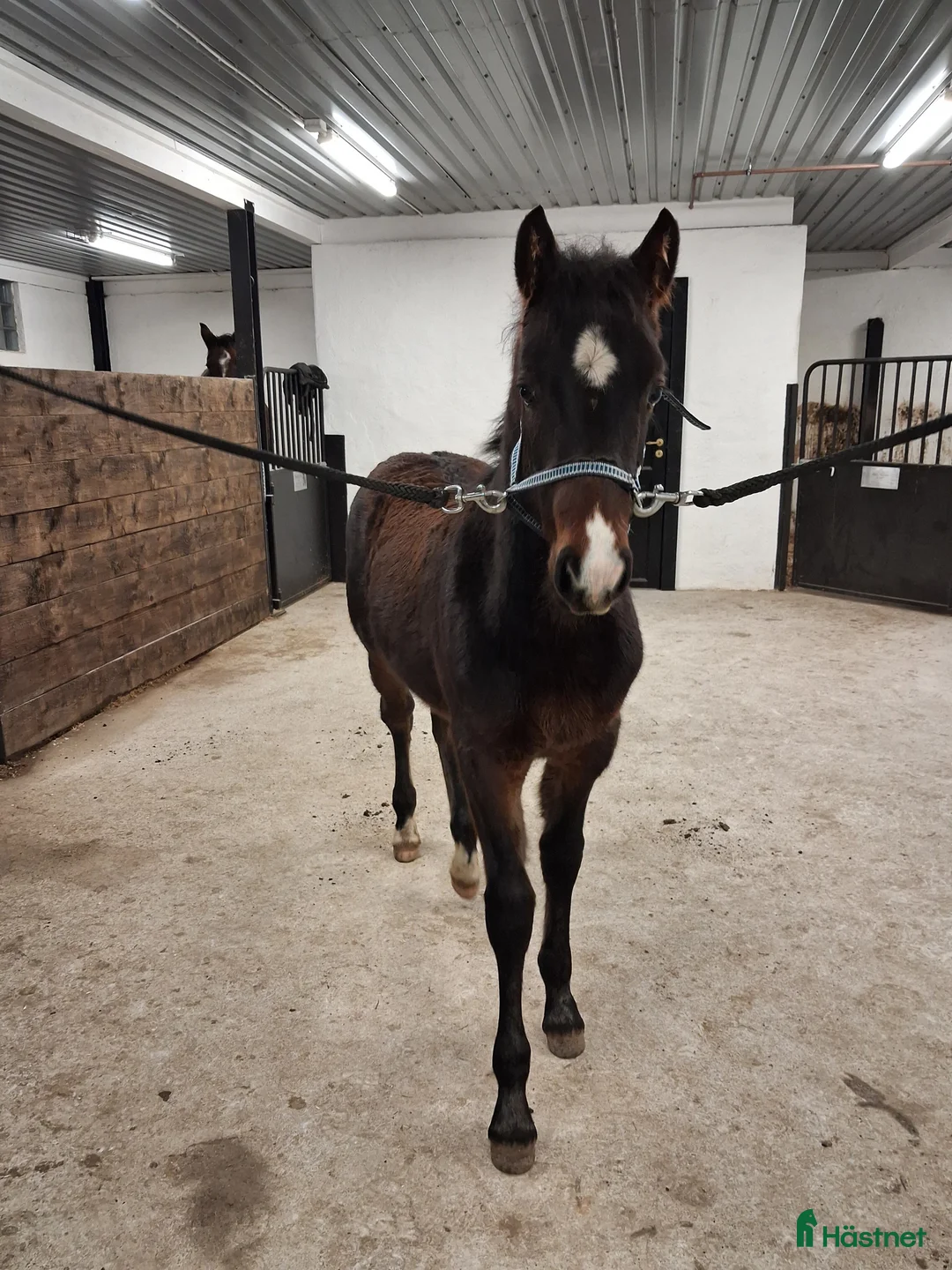 Allround hästar till salu: Charmig welsh partbred hingst 🌟 - Annons 1