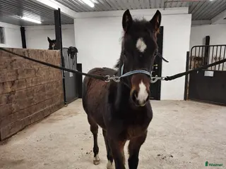 hästar Charmig welsh partbred hingst 🌟 - Annons 4