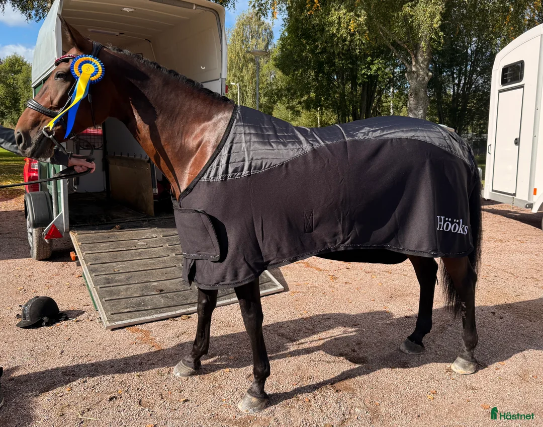 Allround hästar till salu: Superfin häst - Annons 2