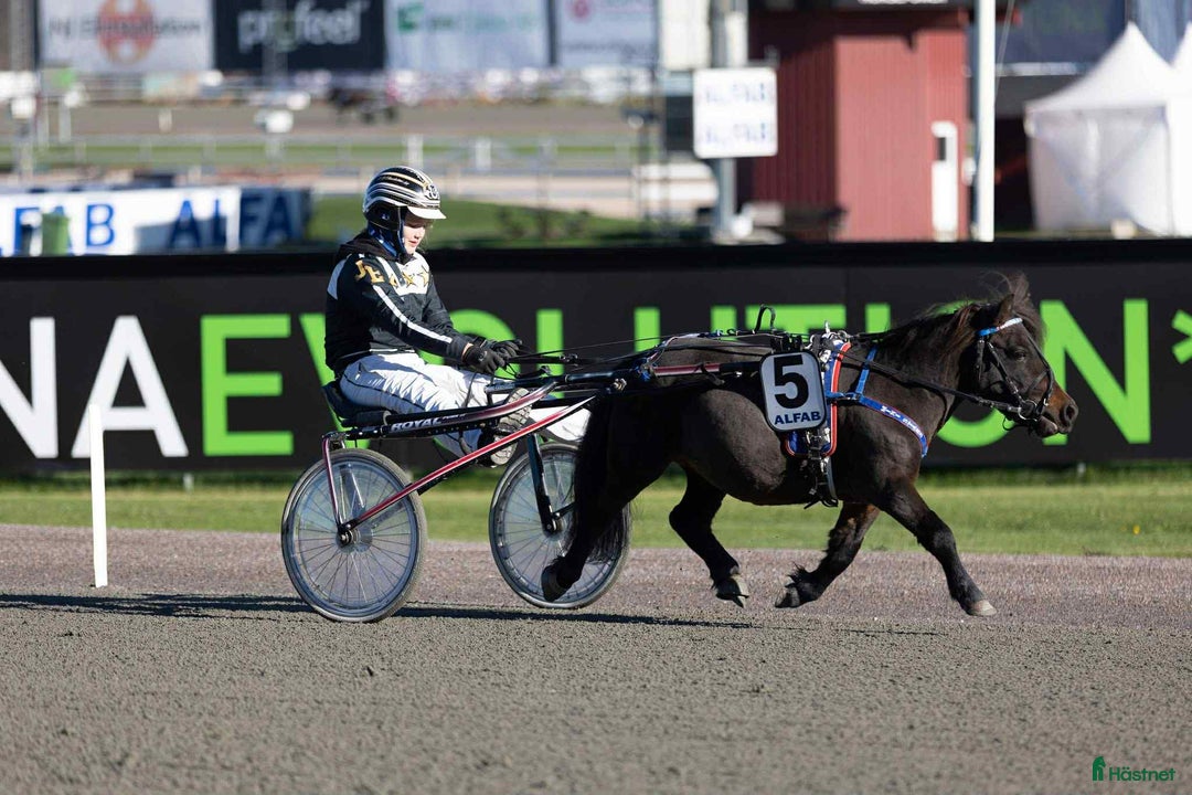 Trav hästar till salu: Toppstammat sto för den satsande!!! i Klagstorp - Annons 4