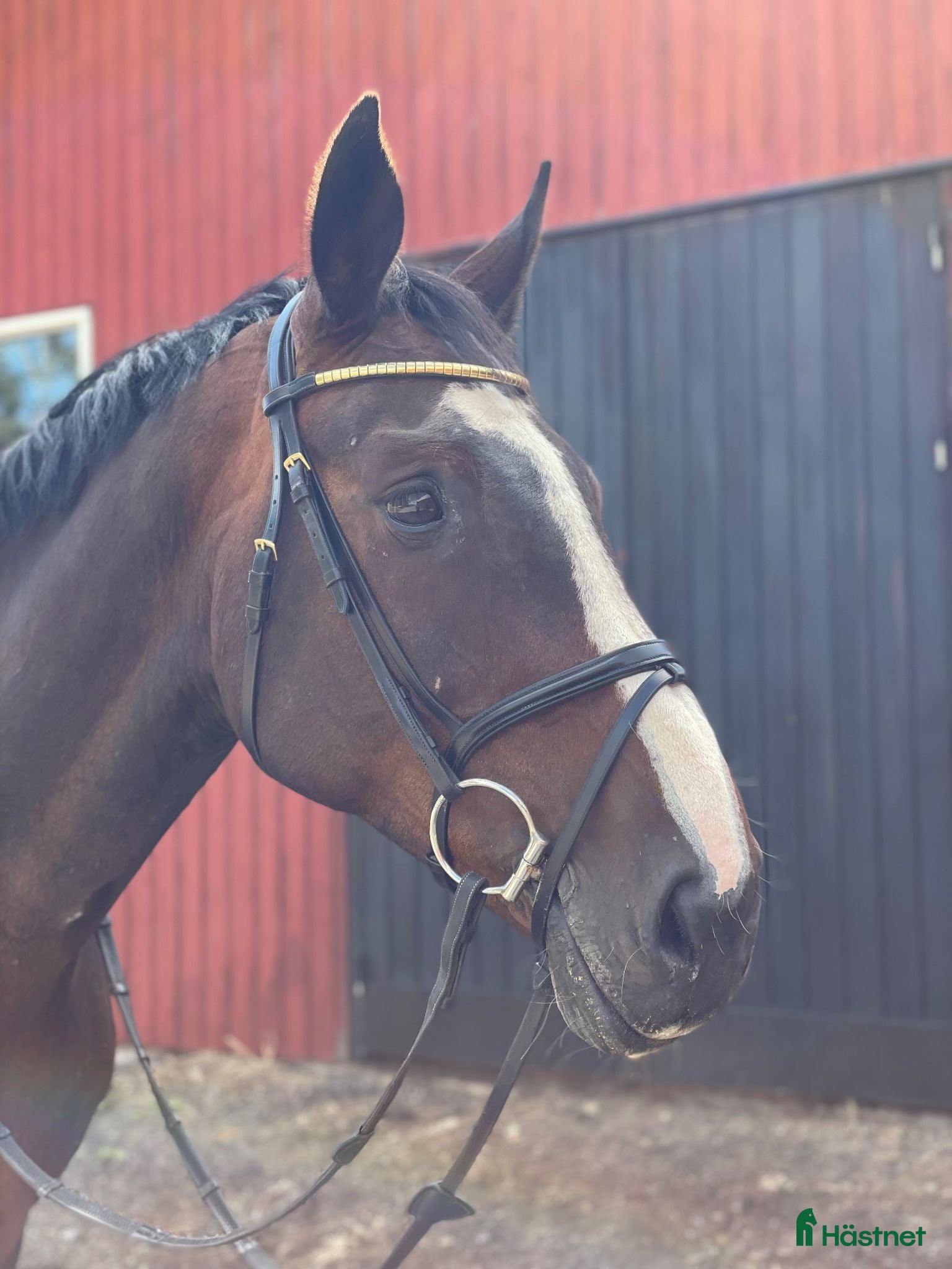 Hoppning hästar till salu: Trygg läromästare - Annons 1