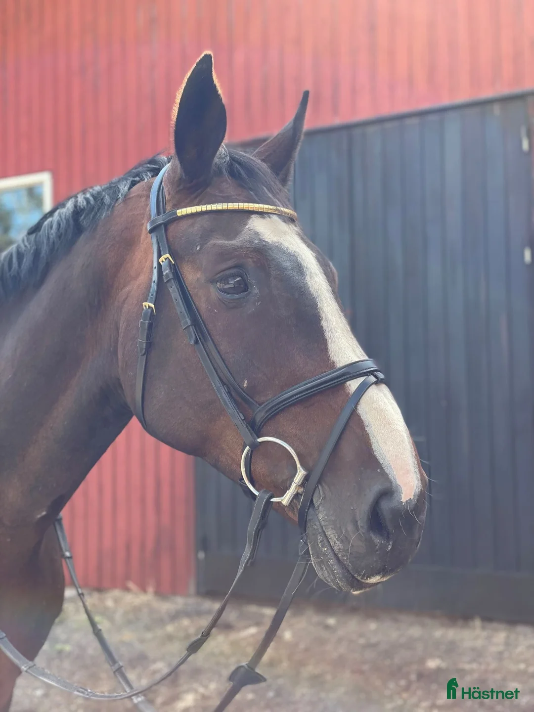 Hoppning hästar till salu: Trygg läromästare - Annons 1