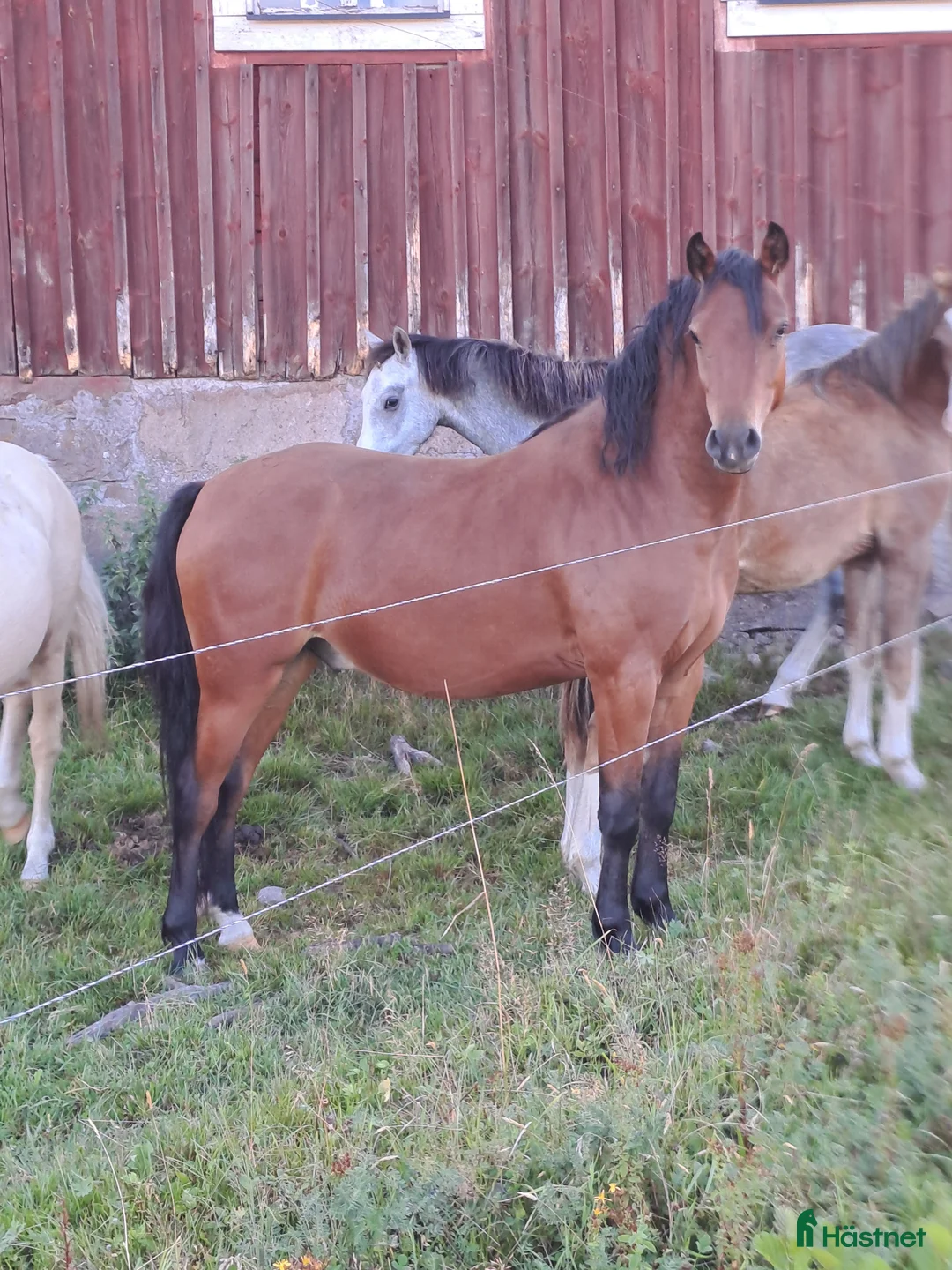 Allround hästar till salu: Welsh valack i Tidaholm - Annons 1