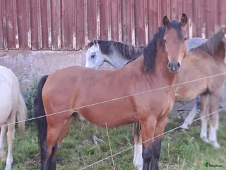 hästar Welsh valack i Tidaholm - Annons 11