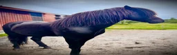 Island hästar till salu: Pampig lovande hingst! - Annons 4