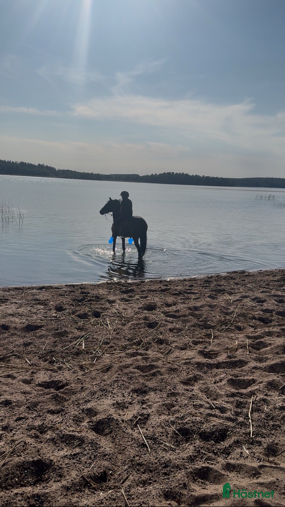  hästar Ponny med potential söker rätt ryttare - Annons 2