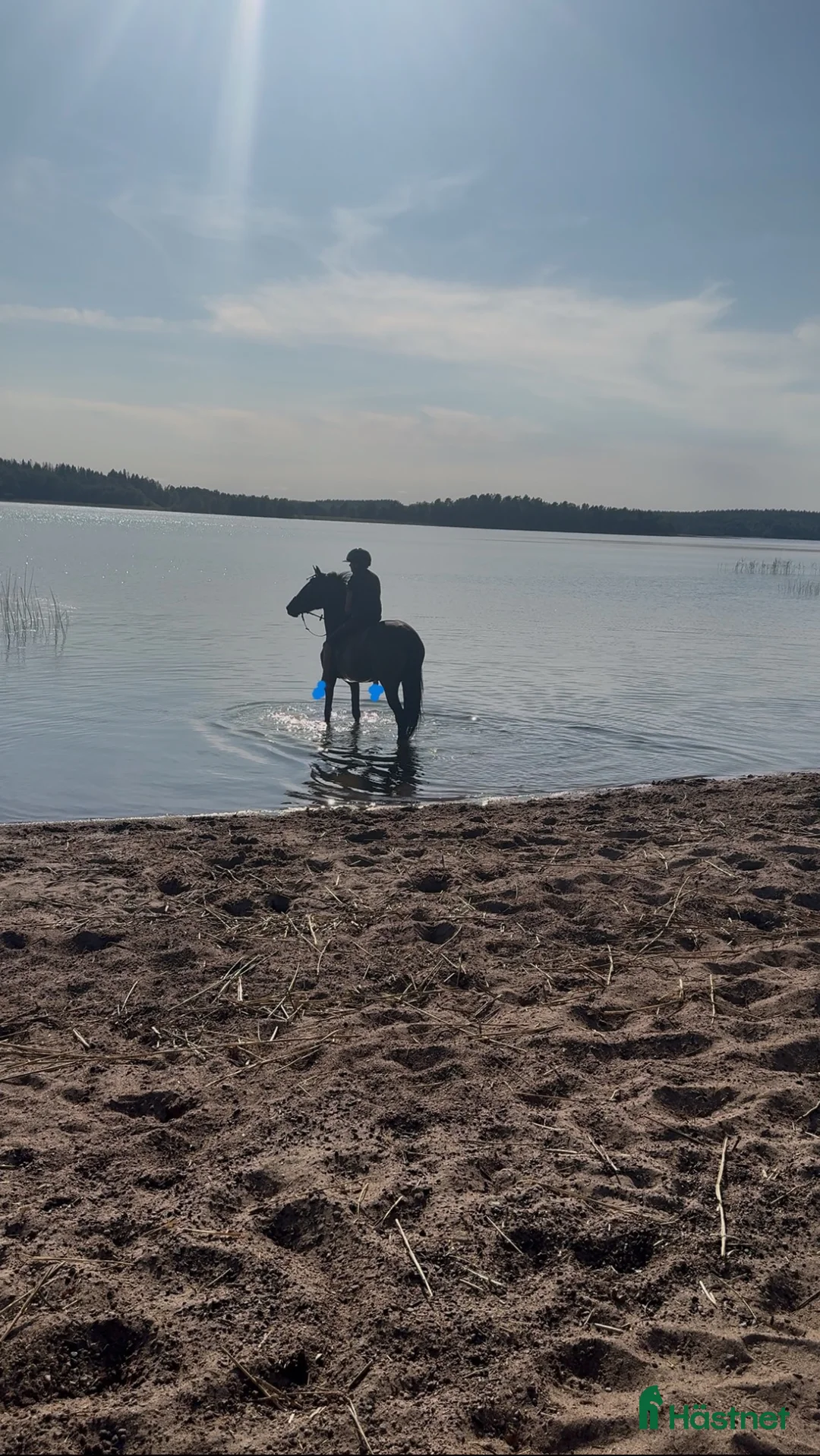 Allround hästar till salu: Ponny med potential söker rätt ryttare i Grums - Annons 2