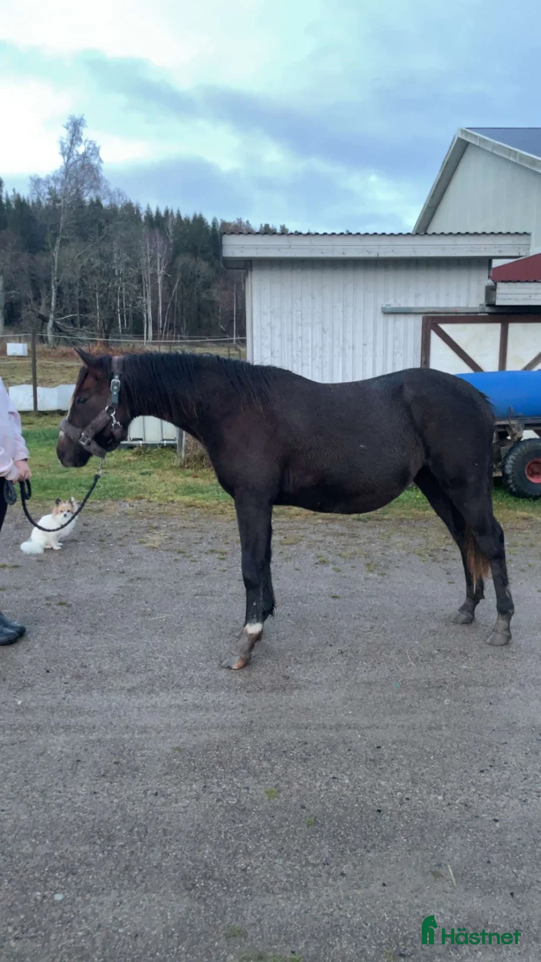 Hoppning hästar till salu: Toppstammade ungponnyston!! -23, -24 i Hedekas - Annons 4