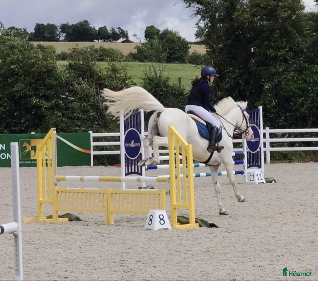 Hoppning hästar till salu: Potential top track pony  i Madrid - Annons 10