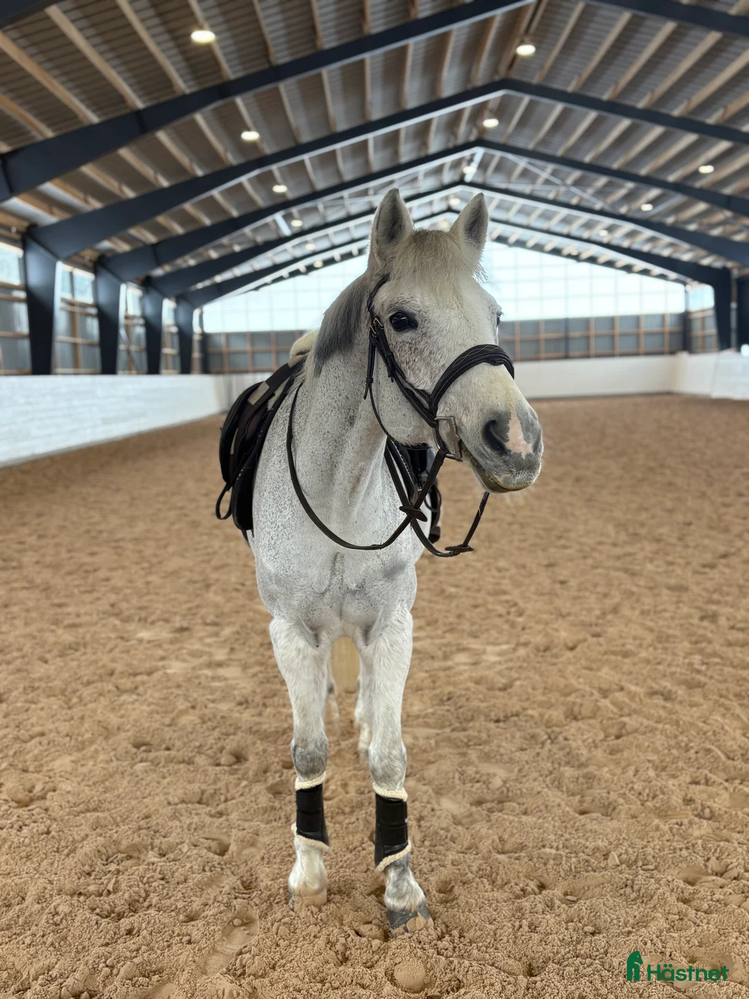 Hoppning hästar till salu: Perfekt läromästare! i Västra Tunhem - Annons 3