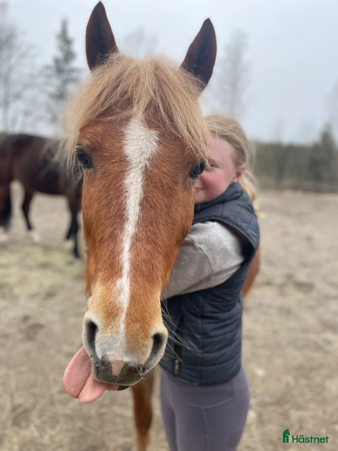 Allround hästar till salu: C ponny valack född 2010 - Annons 1
