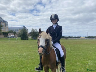 hästar Vacker b-ponny dressyr inriktning till salu i Asmundtorp - Annons 5