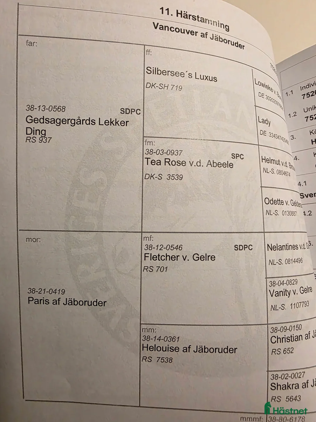 Allround hästar till salu: Fin Shettis Bra stam, Billig transport  - Annons 2