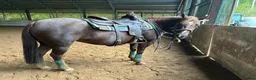Western hästar till salu: Cowhorse/ bästa kompis i Veddige - Annons 3