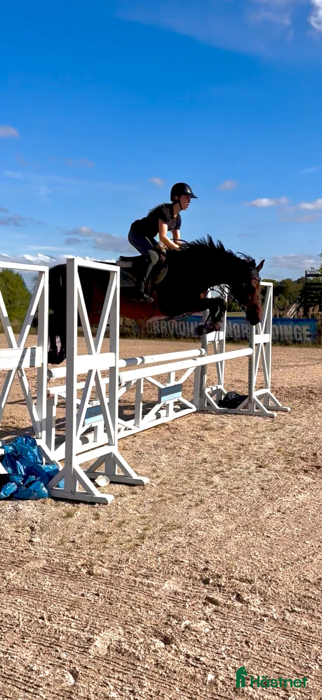 Hoppning hästar till salu: Once in a lifetime sto - Annons 2