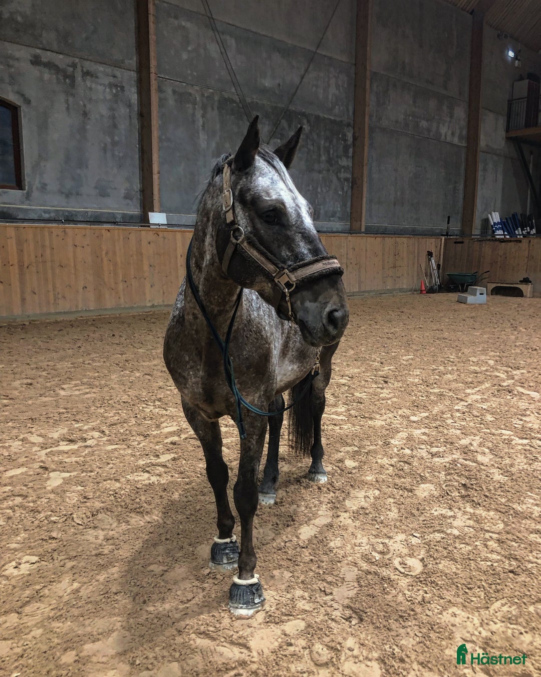 Allround hästar till salu: En fantastisk läromästare söker nytt hem - Annons 3