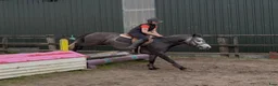 Allround hästar till salu: Beautiful Connemara mare - Annons 7